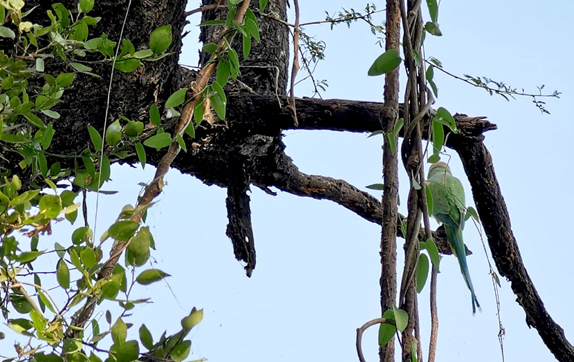 Попугай парк Кеоладео Индия
