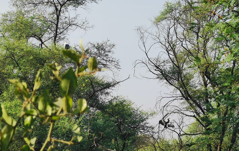 Аисты парк Кеоладео Индия