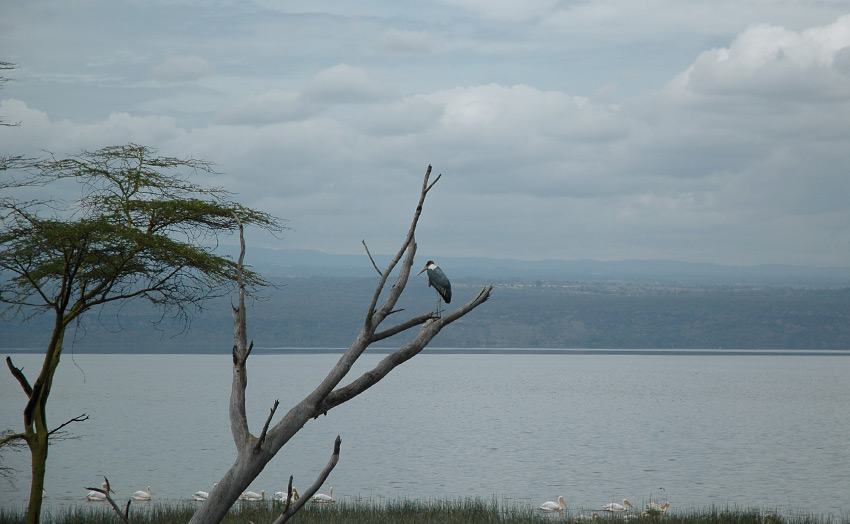 Вид на озеро Накуру