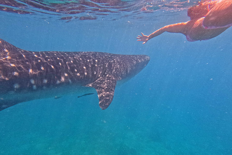 Oslob Whale Shark